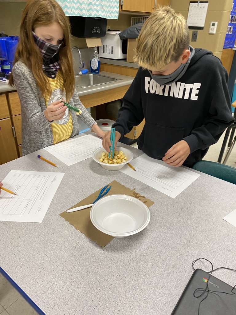 students picking up kernels with tweezers